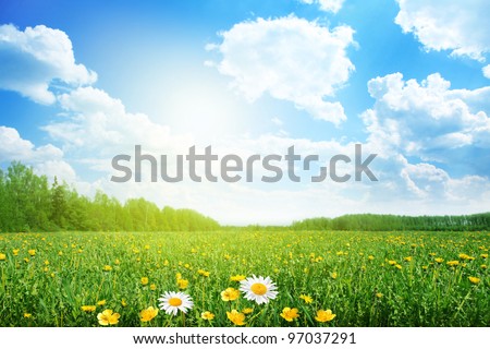 Summer meadow on bright sunny day. Royalty-Free Stock Photo #97037291