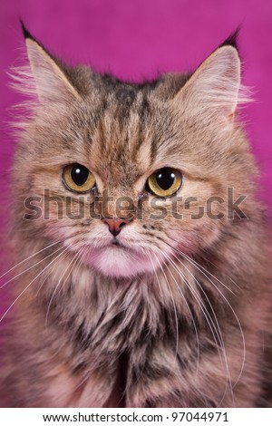 Portrait of a nice cat on a pink background