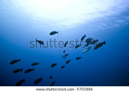 black and white snapper (Macolor niger)