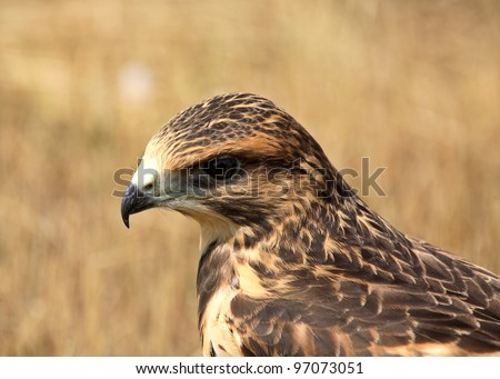 Fledgling hawk on ground in scenic Saskatchewan