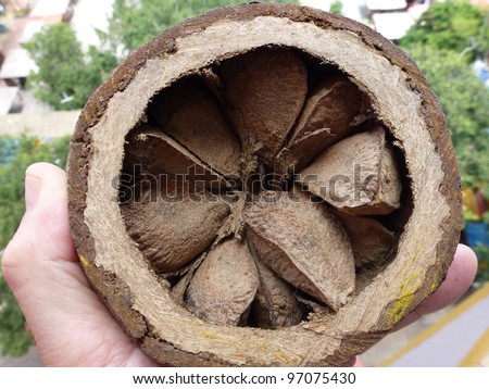 Opened Brazil nut containing between 16 and 22 individual nuts (Bertholletia excelsa) Lecythidaceae family. Amazon rainforest, Brazil Royalty-Free Stock Photo #97075430