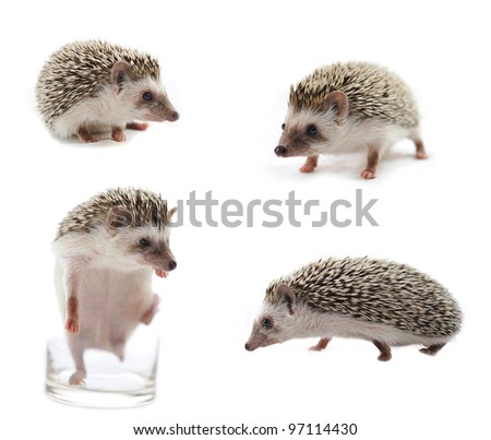 hedgehog in front of a white background