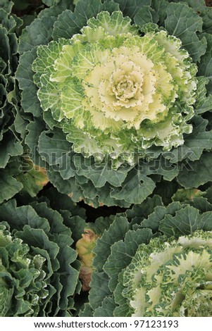 cabbage vegetable in field