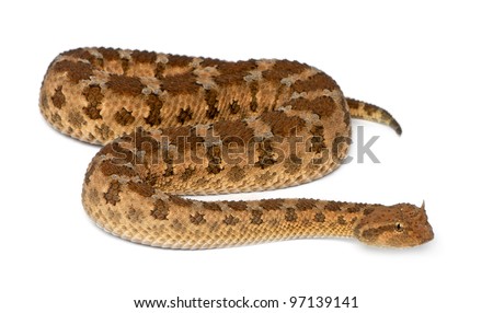 Saharan horned viper - Cerastes cerastes, poisonous, white background