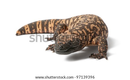 Gila monster - Heloderma suspectum, poisonous, white background Royalty-Free Stock Photo #97139396