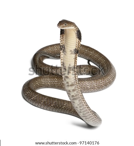 king cobra - Ophiophagus hannah, poisonous, white background