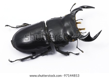 The picture of Dorcus antaeus. The  common name is Antaeus giant stag beetle. This species is located at the southern Asia. This is form norther India.