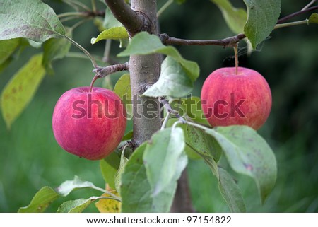 Apples on branch of apple tree in garden close up.