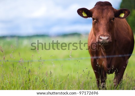Cow in the field Royalty-Free Stock Photo #97172696