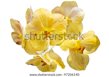 Orange Orchids(This Image contains clipping path)
