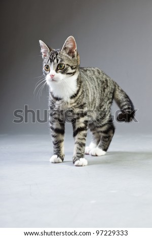 Studio portrait of young cat grey with black stripes isolated on grey background