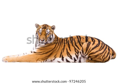 Cute tiger cub - isolated on white background
