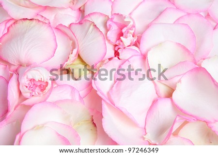Texture of pink rose's petals, pastel colors