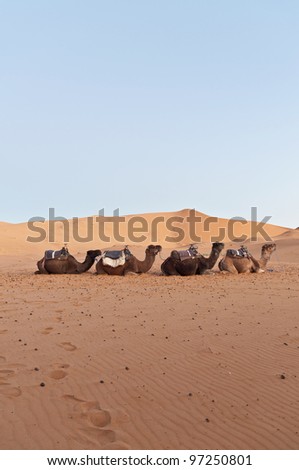 Camels resting at Erg Chebbi dunes, Morocco