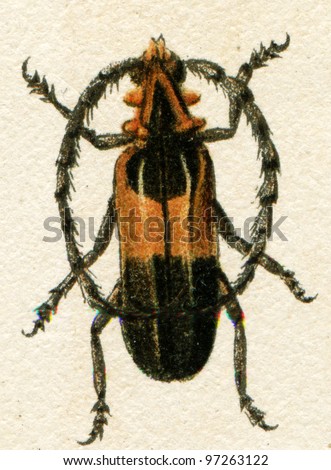 beetle imitating inedible beetles - an illustration t article "Mimicry" of the encyclopedia publishers Education, St. Petersburg, Russian Empire, 1896