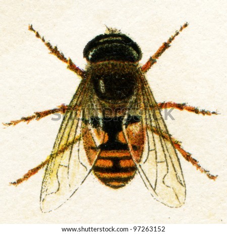 fly, imitating biting insects - an illustration t article "Mimicry" of the encyclopedia publishers Education, St. Petersburg, Russian Empire, 1896