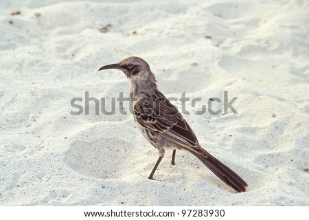 Hood mockingbird (Nesomimus macdonaldi) on beach at Gardner Bay, Espanola, Galapagos Islands, Ecuador