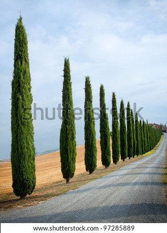 Cypress alley in Tuscany, Italy. Royalty-Free Stock Photo #97285889