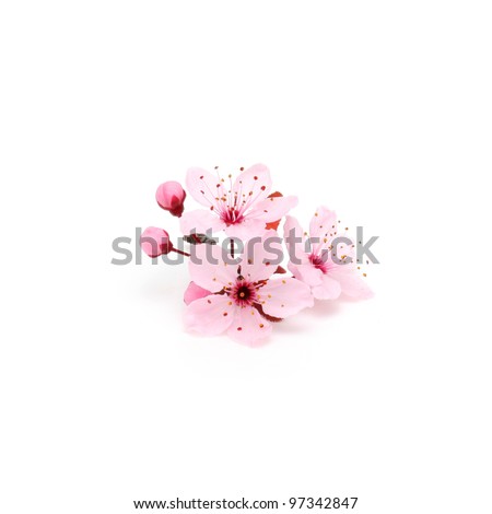 Cherry blossom, sakura flowers isolated on white background Royalty-Free Stock Photo #97342847