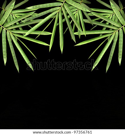 bamboo isolated on black background