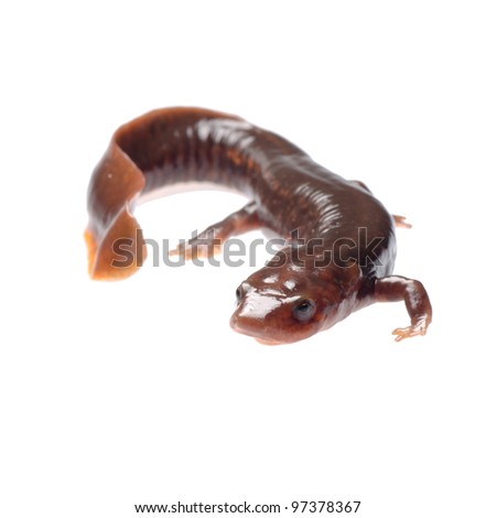 salamander newt isolated on white