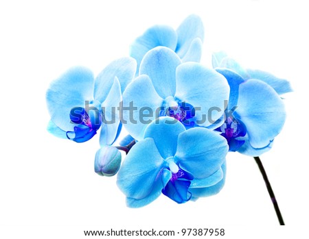 Beautiful flower Orchid, blue phalaenopsis close-up Royalty-Free Stock Photo #97387958