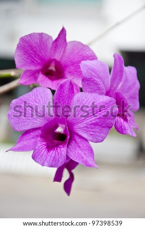 Violet orchid in the garden