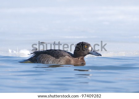 Tufted Duck female, on water