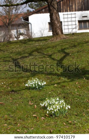Spring snowdrop flowers in a garden