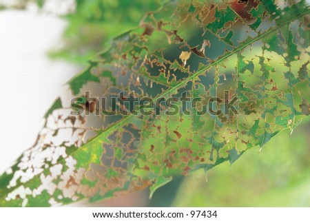 Wormy leaf