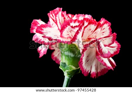 carnation flower isolated on a black background