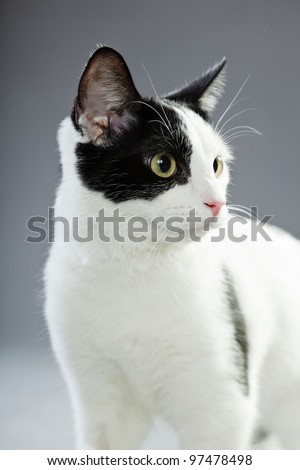 Black and white cat isolated on grey background