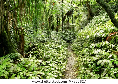 Hiking trail in tropical jungle
