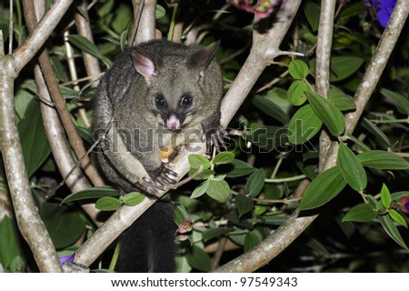 Australian Brushtailed possum (Trichosurus vulpecula) sits on a tree branch at night in a forest native to Australia and naturalized in New Zealand, and the second-largest of the possums. 