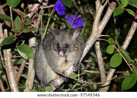 The Australian brushtailed possum sits on a forest tree branch at night in New Zealand.
