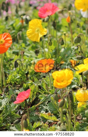 Colorful poppy field, high angle view
