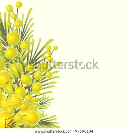 vector illustration of  mimosa