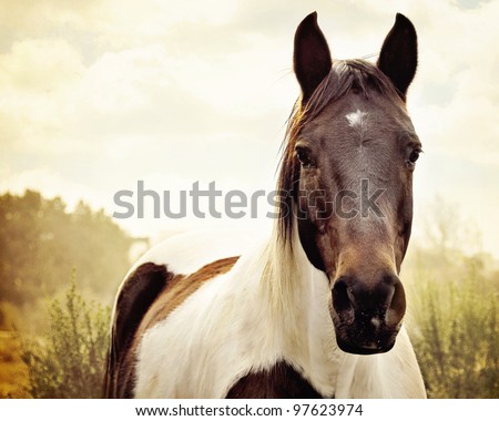 Paint Horse in Pasture Royalty-Free Stock Photo #97623974