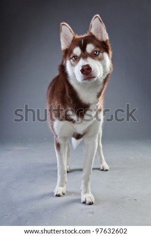 Studio portrait of husky dog isolated on grey background