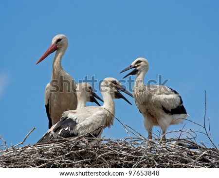 White stork and chicks in the nest