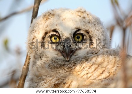 Owlet in nest in Saskatchewan