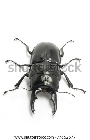 The male of Dorcus alcides in tropical rain forests of Sumatra Is., Indonesia. It is considered as the world tenth longest and the widest living stag beetles.