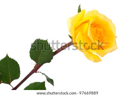 single yellow rose on a white background