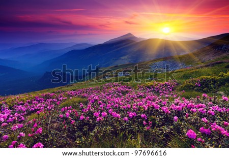 Magic pink rhododendron flowers on summer mountain Royalty-Free Stock Photo #97696616