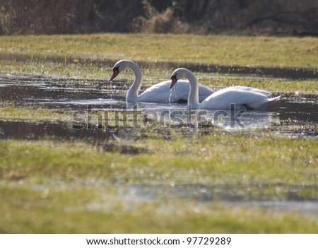 Swan - Cygnus olor