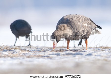 White Fronted Goose in winter