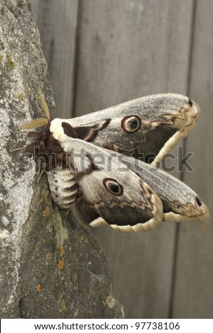silk moth sitting on a log extreme close-up portrait / Saturnia pyri