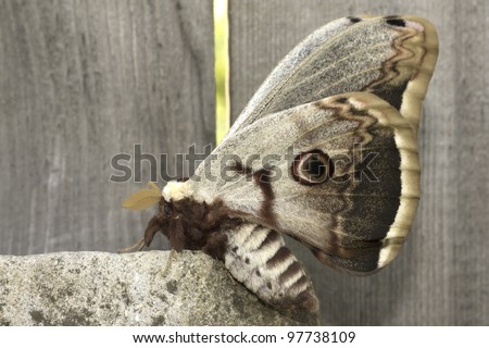 silk moth sitting on a log extreme close-up portrait / Saturnia pyri