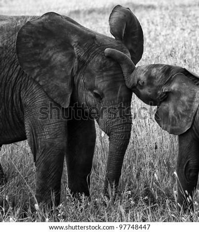Touching Black and White Picture of Baby Elephant in Poignant Pose With Its Mother
