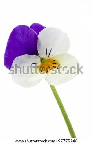 Viola cornuta flower on white background
